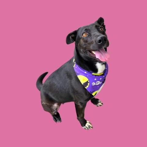 *MAGGIE - Border Collie / German Shepherd Dog available for adoption