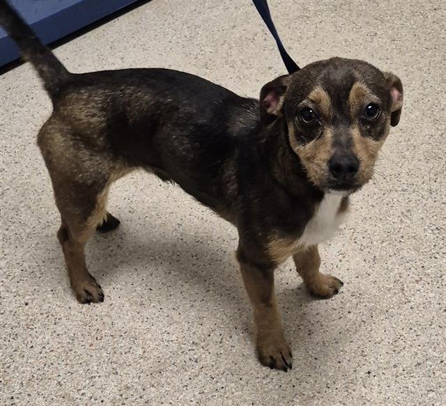 *BECKETT - Chihuahua available for adoption