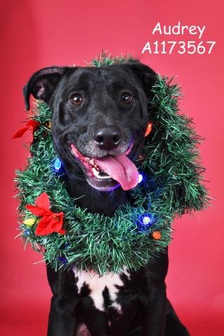 *AUDREY - Pit Bull Terrier available for adoption