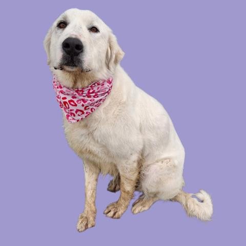 *BRINKLEY - Great Pyrenees available for adoption