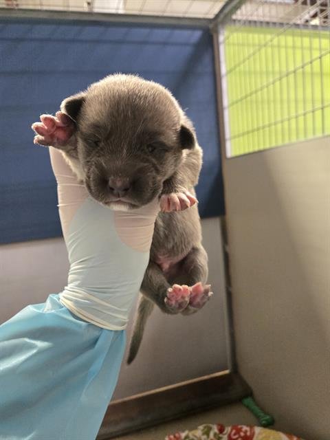 A1239218 - German Shepherd Dog available for adoption