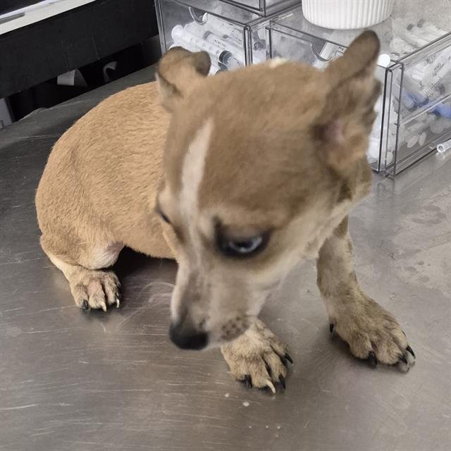 A1241889 - Chihuahua available for adoption