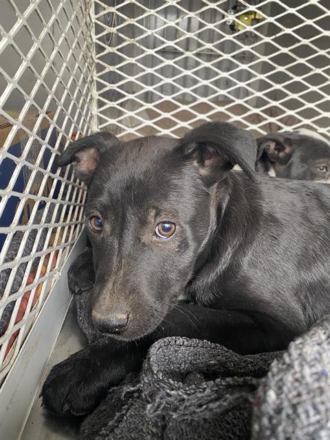 *DAISY - Labrador Retriever available for adoption