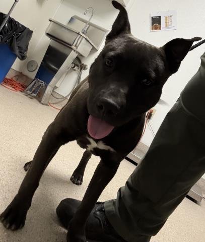 *SPUNKY - Pit Bull Terrier available for adoption