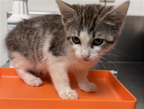 A1249925 - Domestic Short Hair available for adoption