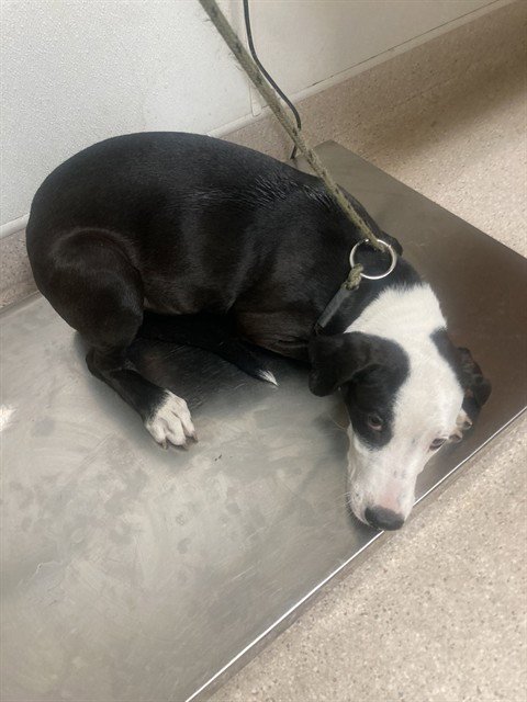 *BERYL - Pit Bull Terrier available for adoption