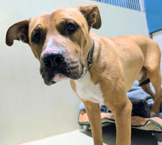 BIG DOG - Pit Bull Terrier available for adoption