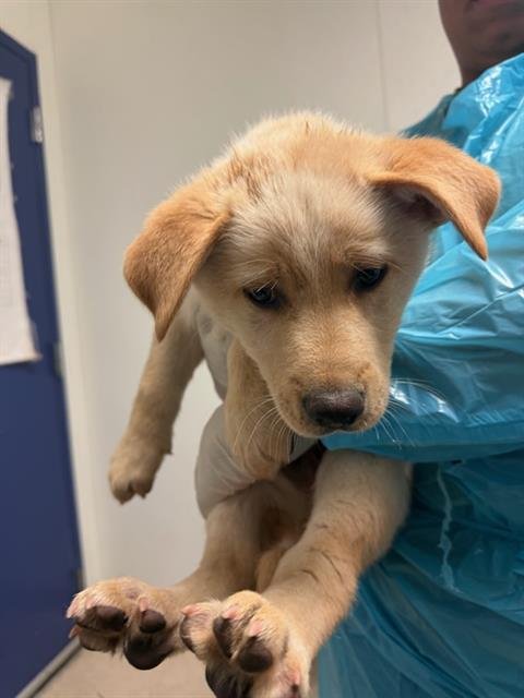 *BUDDHA - Husky / Labrador Retriever available for adoption