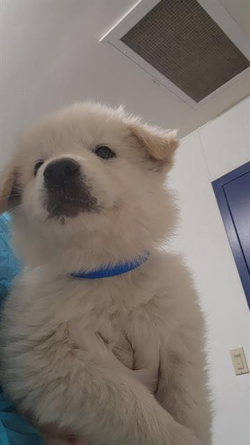 *ARAGORN - Great Pyrenees / German Shepherd Dog available for adoption