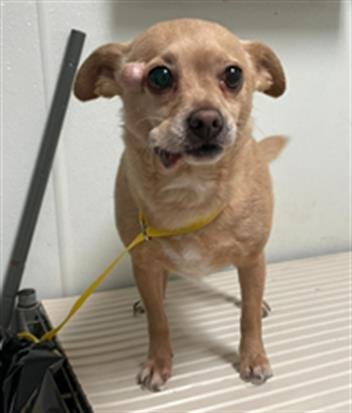 ANNIE - Chihuahua available for adoption