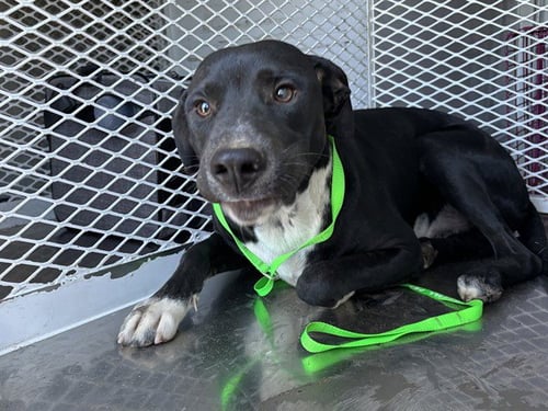 *NEO - Pit Bull Terrier available for adoption