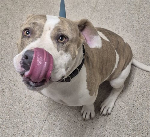 *LADY BUG - Pit Bull Terrier available for adoption