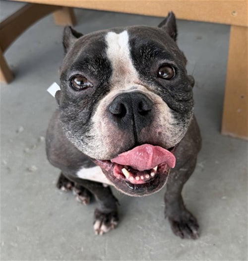 BELLE - American Pit Bull Terrier available for adoption