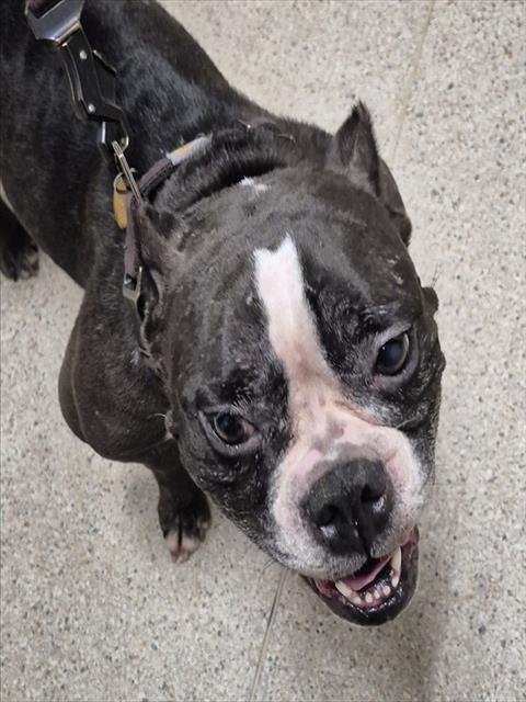 BELLE - American Pit Bull Terrier available for adoption