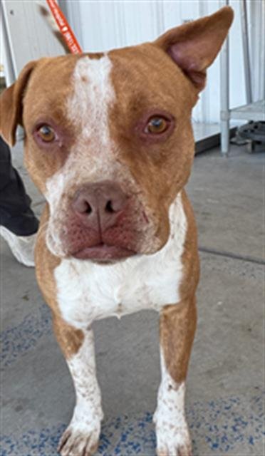 *JOHN - Pit Bull Terrier available for adoption