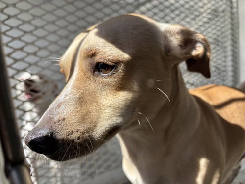 A1259986 - Chihuahua available for adoption