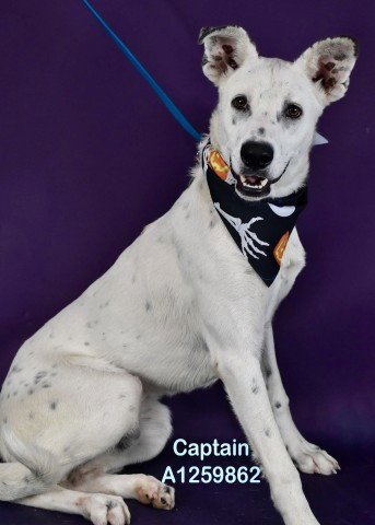 *CAPTIN - Pit Bull Terrier available for adoption