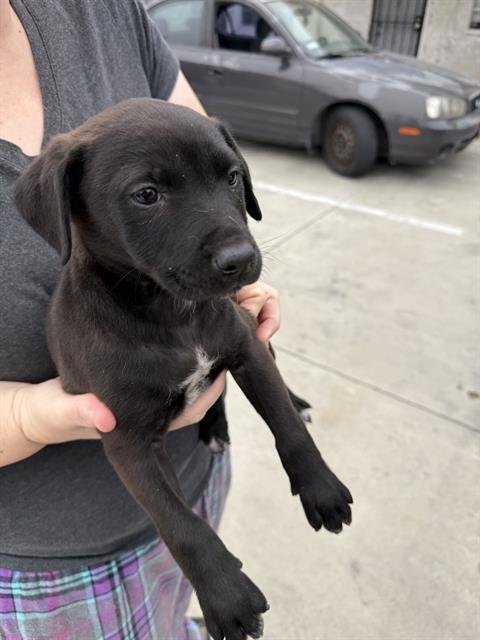 A1237478 - Labrador Retriever available for adoption