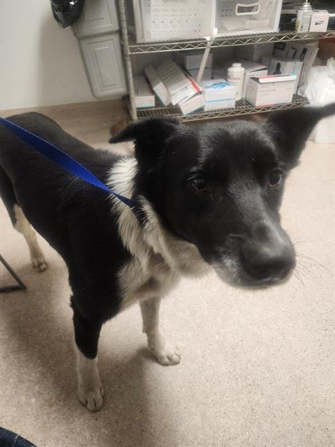 SHELBY - Border Collie available for adoption