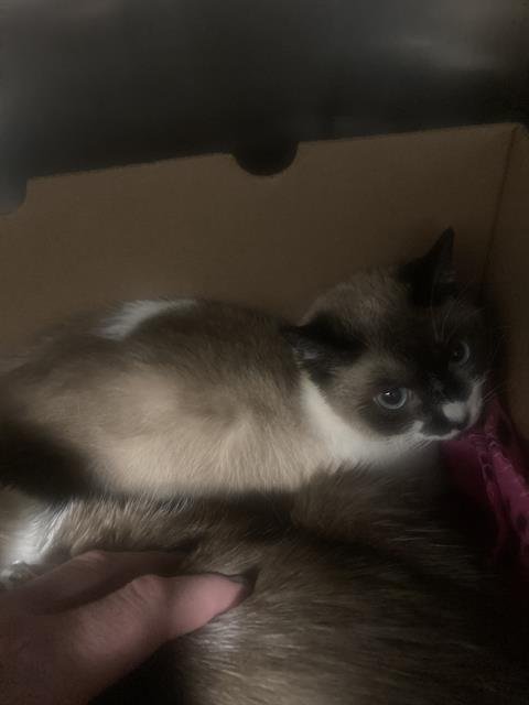 A1241845 - Domestic Short Hair available for adoption