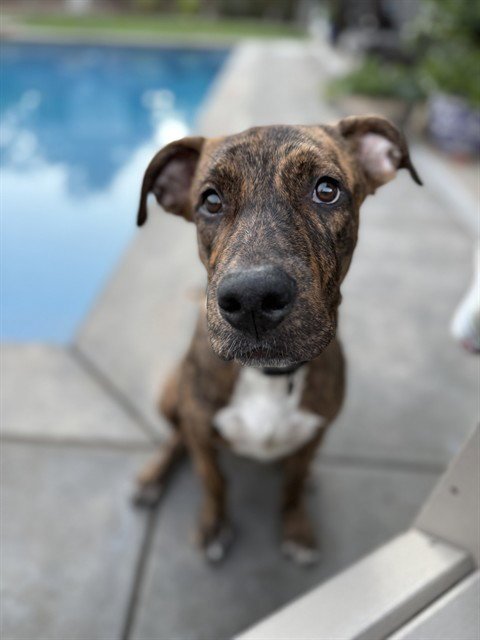 *DENNIS - Pit Bull Terrier available for adoption