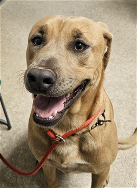 SHADOW - Labrador Retriever available for adoption