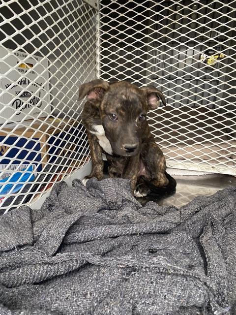 *GREG - Labrador Retriever available for adoption