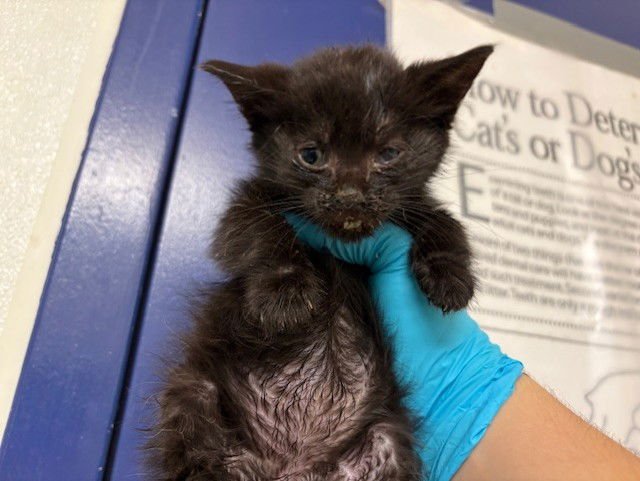 A1238204 - Domestic Short Hair available for adoption