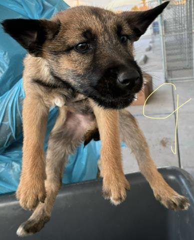 5 - German Shepherd Dog available for adoption