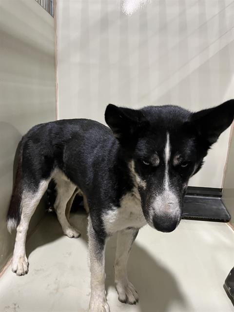 *WYATT - Siberian Husky available for adoption