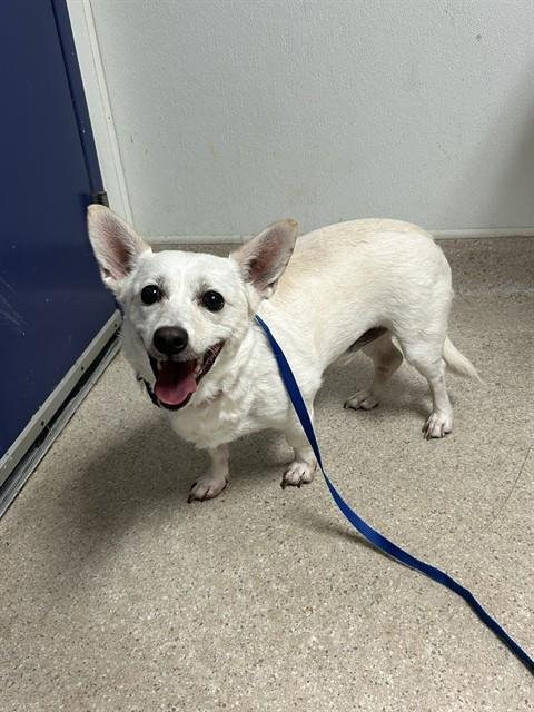 DORNIE - Chihuahua / Pembroke Welsh Corgi available for adoption