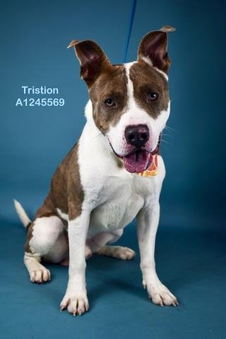 *TRISTAN - Pit Bull Terrier available for adoption