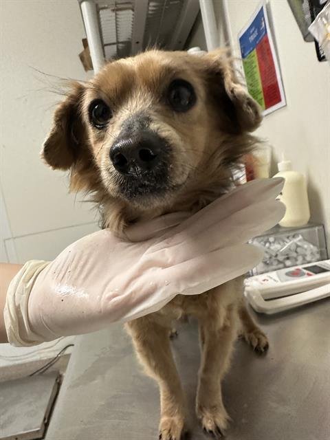 *BENITO - Dachshund available for adoption