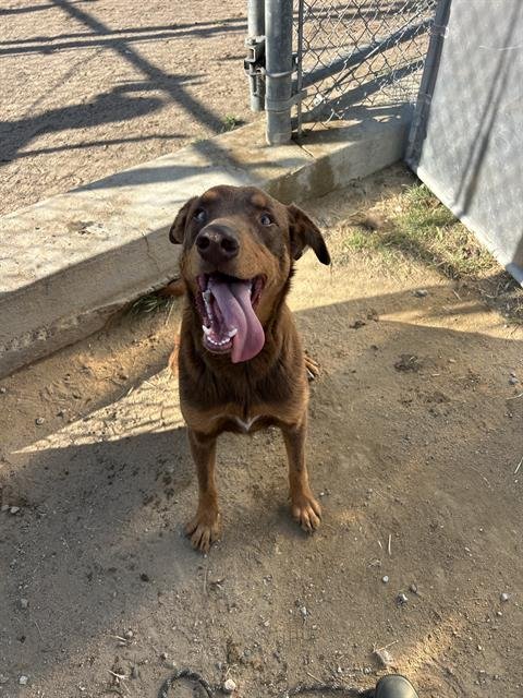 *TRAVIS - Doberman Pinscher available for adoption