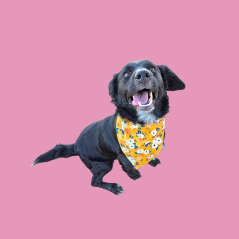 *PEANUT BUTTER - Cocker Spaniel available for adoption