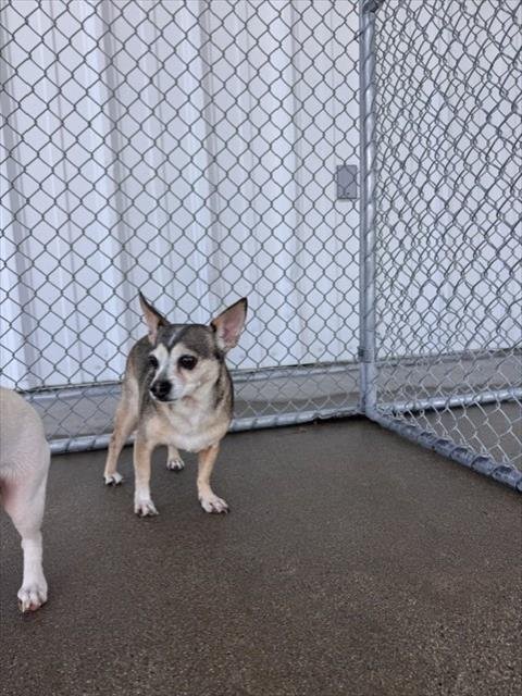 CAROLINA - Chihuahua available for adoption