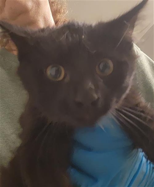 *FICUS - Domestic Medium Hair for adoption in Bakersfield