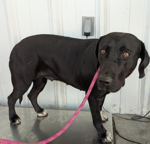 *ASTER - Labrador Retriever available for adoption