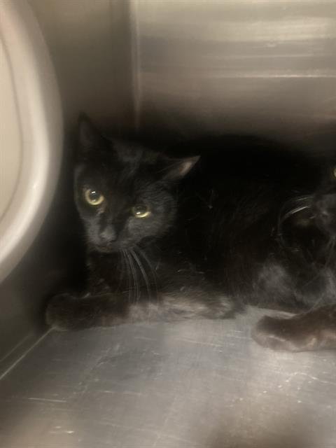 A1241847 - Domestic Short Hair available for adoption