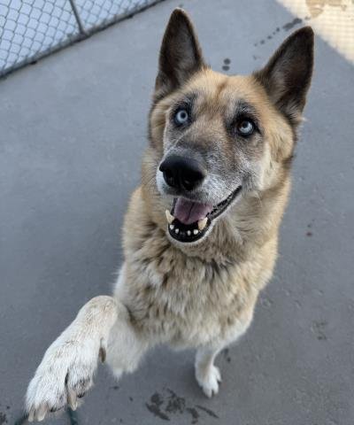 *ABUELA - German Shepherd Dog available for adoption