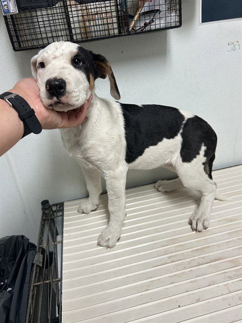 *BANNI - Pit Bull Terrier available for adoption