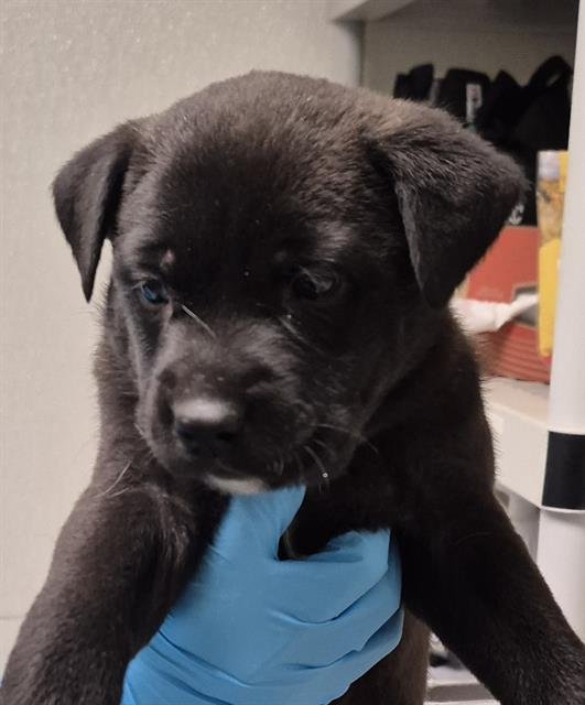 *BUTTERFREE - Pit Bull Terrier available for adoption