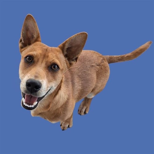 *TOKITO - Chihuahua available for adoption