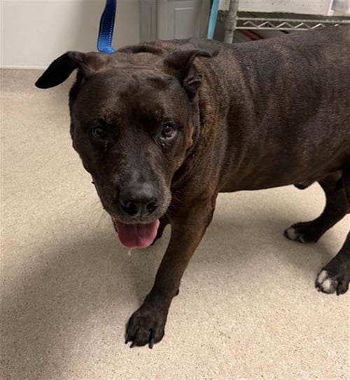 CUJO - Pit Bull Terrier available for adoption