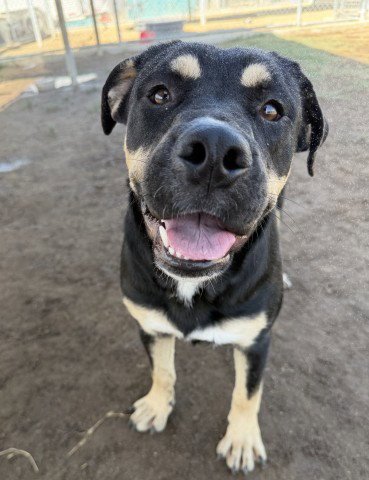 *CLOVER - Rottweiler available for adoption