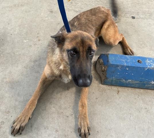 *TREE TRUNKS - German Shepherd Dog available for adoption