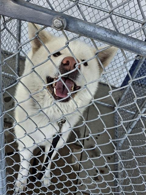 CHERRY - Husky available for adoption