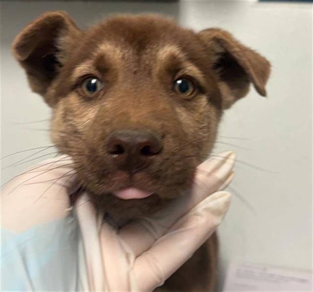 *PUP Image