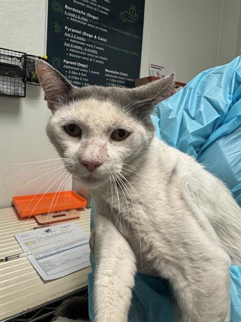 *BERRY Image