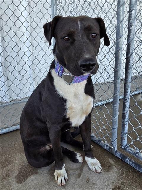 *AMARA - Pit Bull Terrier available for adoption
